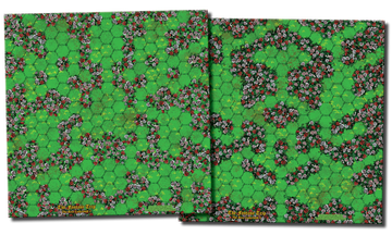 The Rose Labyrinth