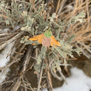 Wanderhome Lily Pin-2